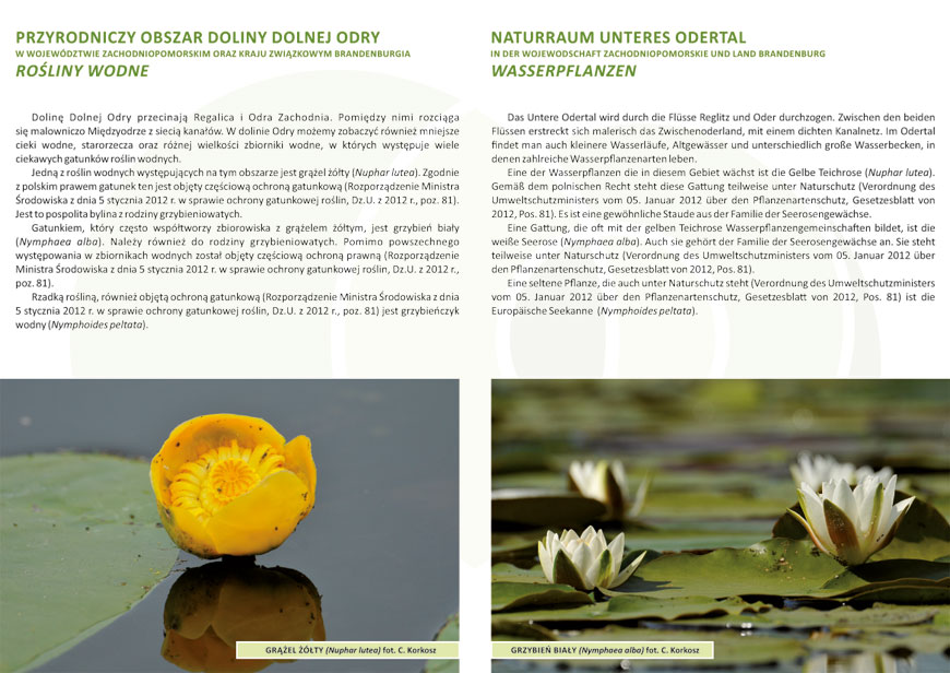 flyer42